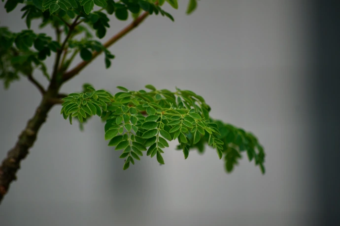 Close-up of green leaves on a branch